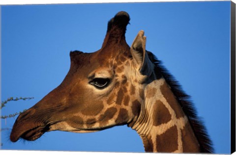 Framed Reticulated Giraffe, Kenya Print