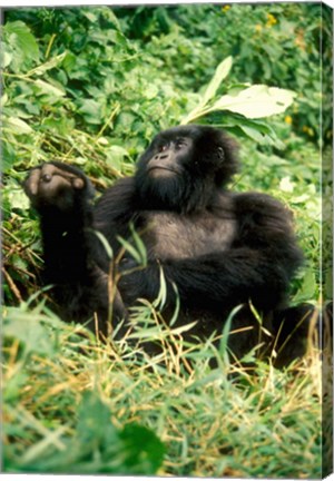 Framed Rwanda, Six year old mountain Gorilla, March Print