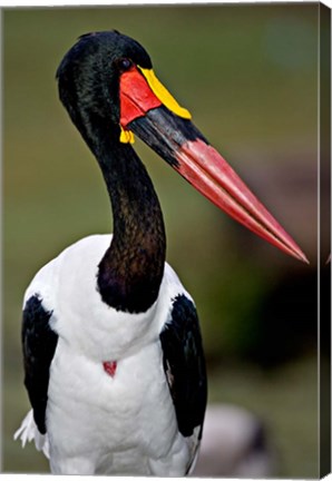 Framed Saddle-Billed Stork Portrait, Tanzania Print