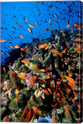 Framed Scalefin Anthias Fish at Habili Ali, Red Sea, Egypt Print