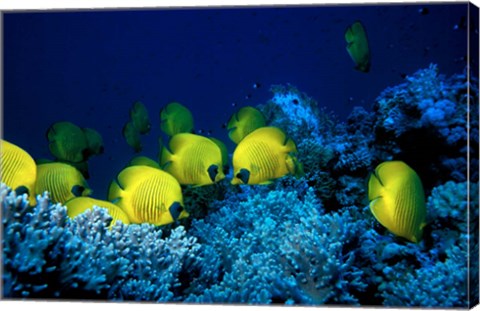 Framed School of Masked Butterflyfish, Red Sea, Egypt Print