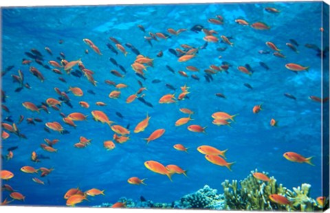 Framed Scalefin Anthias, Elphinstone Reef, Red Sea, Egypt Print