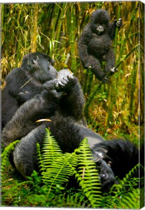 Framed Rwanda, Silverback, Mountain Gorillas Print