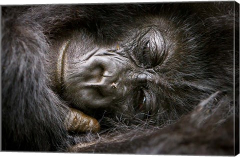 Framed Rwanda, Volcanoes NP, Mountain Gorilla Sleeping Print