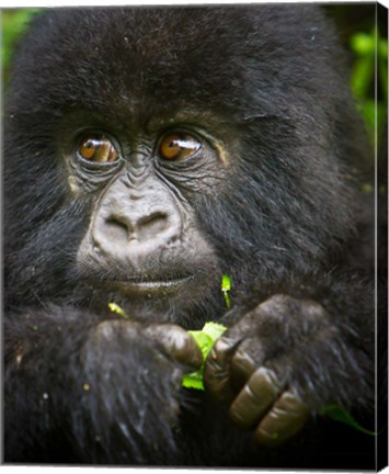 Framed Rwanda, Volcanoes NP, Close up of a Mountain Gorilla Print