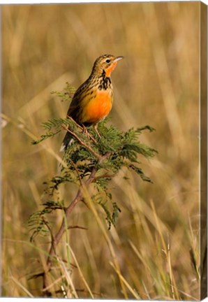 Framed Rosy-breasted Longclaw bird, Maasai Mara Kenya Print