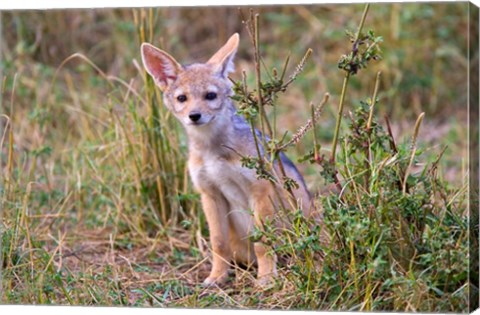 Framed Silver-backed Jackal wildlife, Maasai Mara, Kenya Print