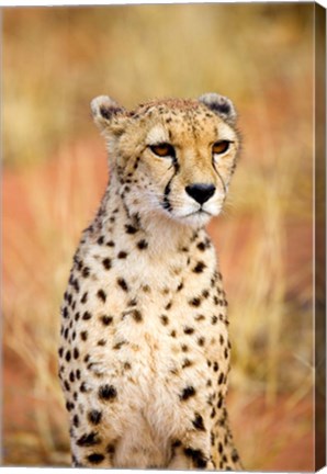 Framed Sitting Cheetah at Africa Project, Namibia Print