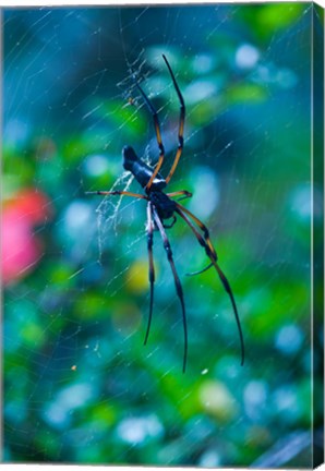 Framed Seychelles, Praslin, Vallee de Mai NP, Palm Spider Print