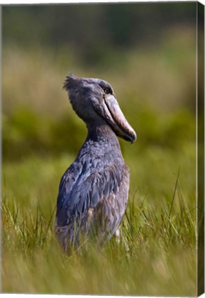 Framed Shoebill bird hunting in wetlands, Uganda, East Africa Print