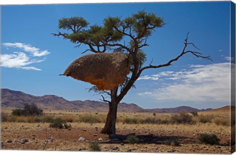 Framed Sociable weavers nest, Namib Desert, Southern Namibia Print