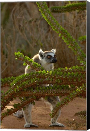 Framed Ring-tailed lemur wildlife, Berenty Reserve, MADAGASCAR Print