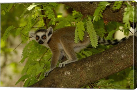 Framed Ring-tailed lemur, Beza mahafaly reserve, MADAGASCAR Print