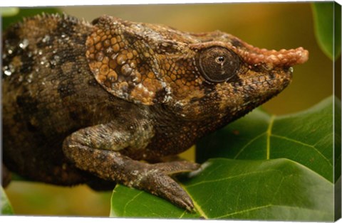 Framed Short-horned chameleon lizard, MADAGASCAR. Print