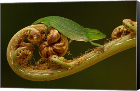 Framed Short-nosed Chameleon lizard Madagascar, Africa Print