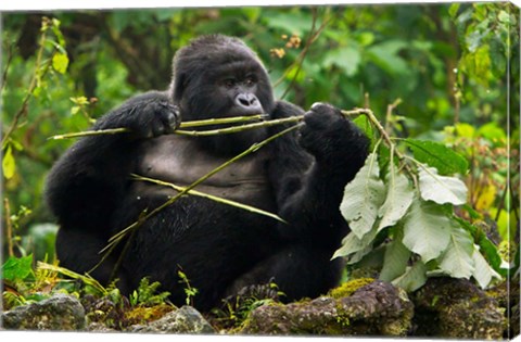 Framed Rwanda, Blackback Mountain Gorilla, Buffalo Wall Print