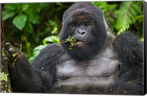 Framed Mountain Gorilla Chewing Leaves, Rwanda Print