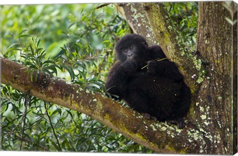 Framed Rwanda, Mountain Gorilla forages, Buffalo Wall Print