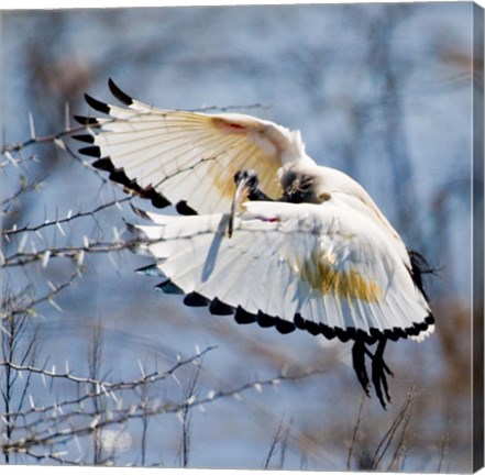 Framed Sacred Ibis bird, Northern Cape, South Africa Print