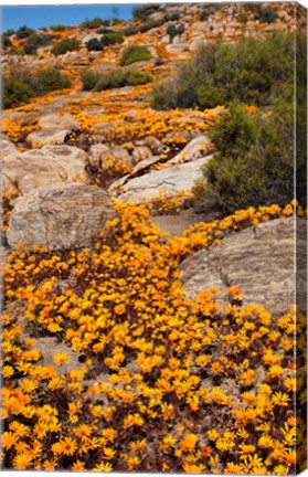 Framed South Namaqualand. Orange wildflower blossoms Print