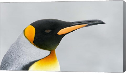 Framed South Georgia Island, King penguin head Print