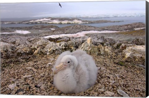 Framed Southern giant petrel bird, Antarctic Peninsula Print