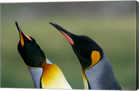 Framed South Georgia Island, Gold Bay, King penguins Print