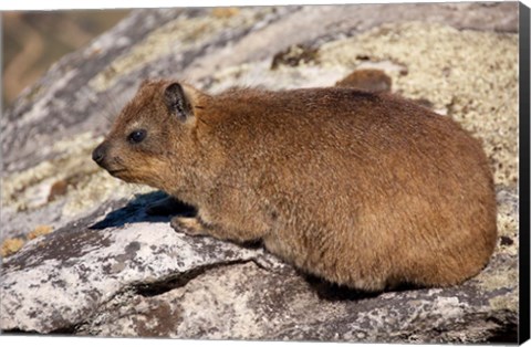 Framed South Africa, Cape Town, Rock Hyrax wildlife Print