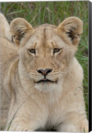 Framed South Africa, Inkwenkwezi GR, African lion cub Print