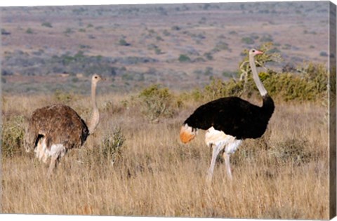 Framed South Africa, Kwandwe. Southern Ostriches in Kwandwe Game Reserve. Print