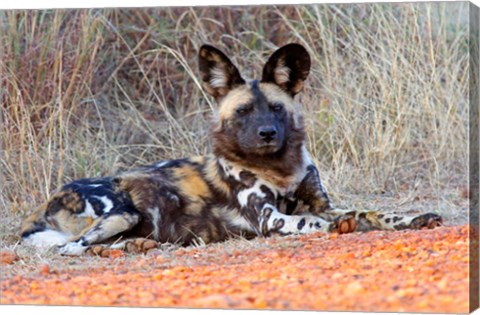 Framed South Africa, Madikwe Game Reserve, African Wild Dog Print