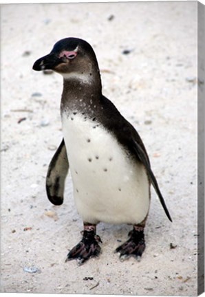 Framed African Penguin Print