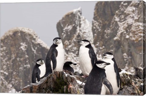 Framed South Georgia Island, Cooper Bay, Chinstrap penguins Print