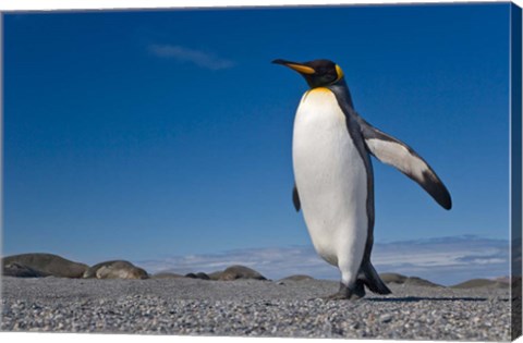 Framed Strutting King penguin Print