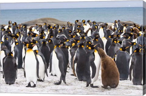 Framed Colony of King penguins Print