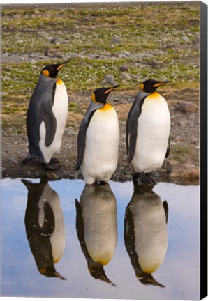 Framed King penguin reflections Print