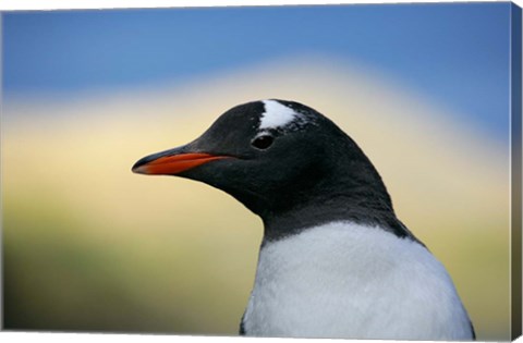 Framed South Georgia Island, Stromess Bay, Gentoo penguin Print