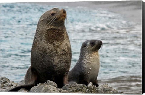 Framed South Georgia Island. Mother fur seal and pup Print