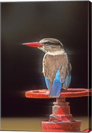 Framed South Kruger NP, Brown-hooded kingfisher Print