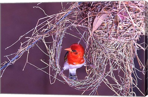 Framed South Kruger NP. Redheaded weaver bird, nest Print