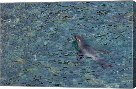 Framed Southern Fur Seal Swimming in Clear Water, South Georgia Island, Antarctica Print