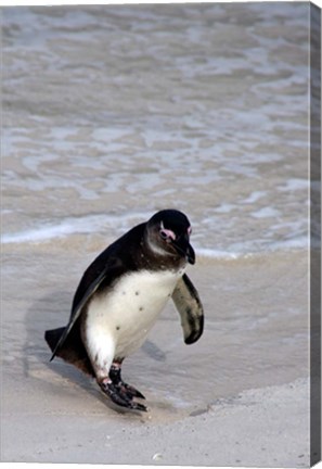 Framed Penguin, South Africa Print