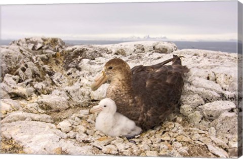 Framed Southern giant petrel nest, Antarctic Peninsula Print