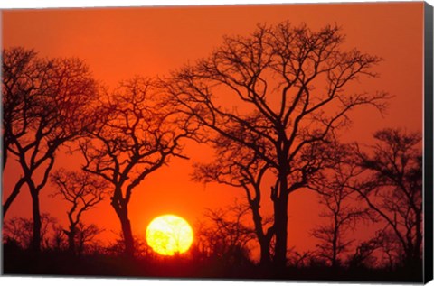 Framed South Africa, Kruger NP, Trees silhouetted at sunset Print