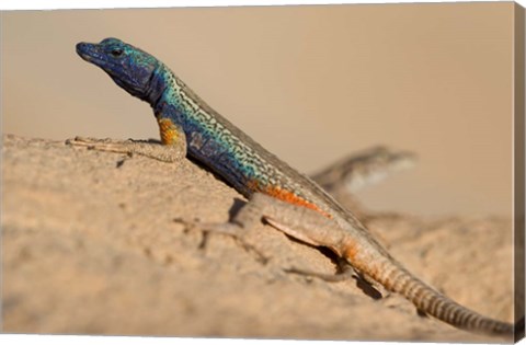 Framed South Africa, Augrabies Falls NP, Flat lizard, Canyon Print