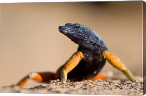 Framed Flat lizard Print