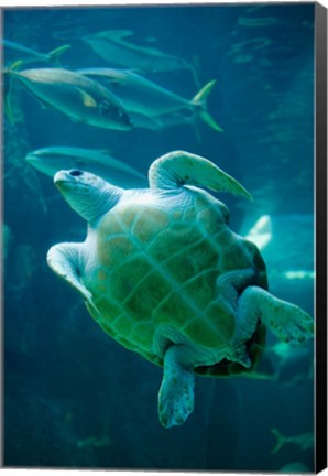 Framed South Africa, Cape Town, Leatherback Turtle, Aquarium Print