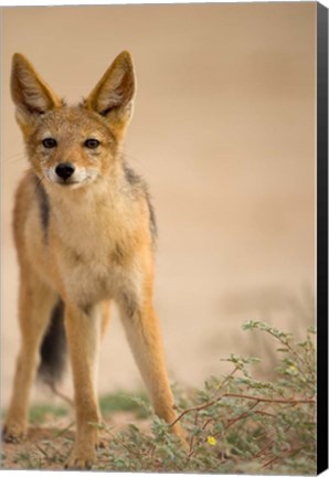 Framed South Africa, Kalahari, Black Backed Jackal wildlife Print