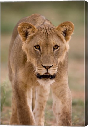 Framed South Africa, Kgalagadi, Kalahari Desert, Lion Print