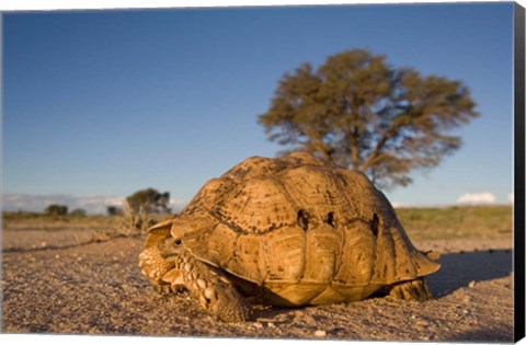 Framed South Africa, Leopard Tortoise, Kalahari Desert Print